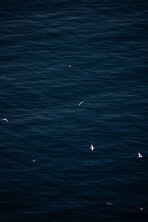 Havsuler over havet